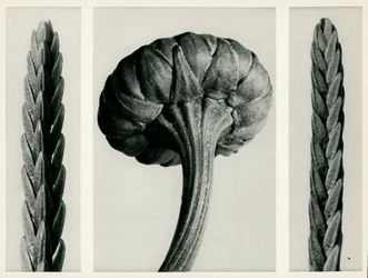 Cassiope Tetragona, 1929